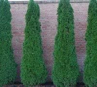 Four Pack of Emerald Arborvitaes - Evergreen Privacy [...]
