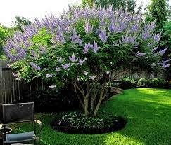 Bundle of 4 Texas Lilac Vitex Chaste Trees - Live [...]