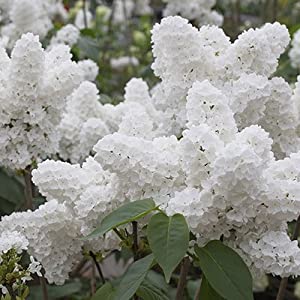 25 White Japanese Lilac Seeds (Extremely Fragrant)/ [...]