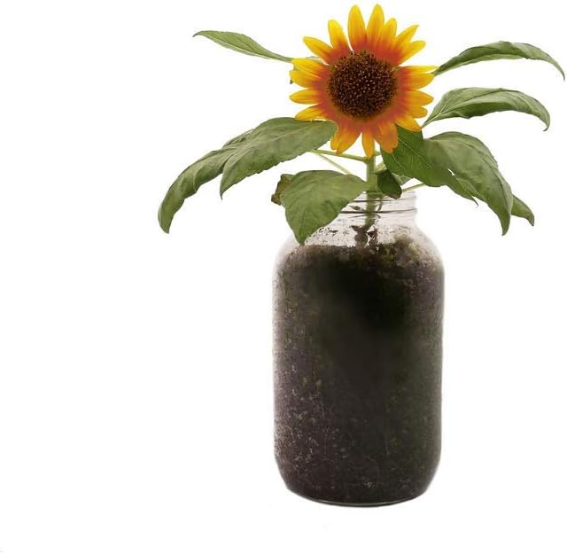 Back to the Roots Sunflower Organic Windowsill Planter [...]