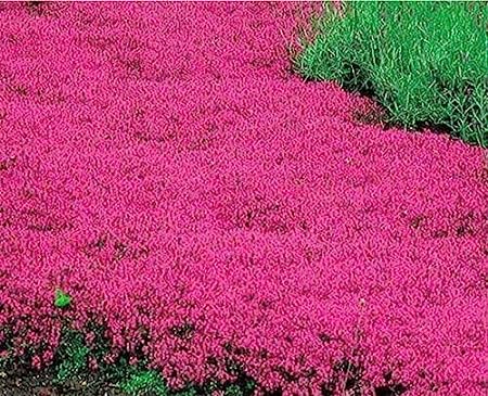 20000+ Red Creeping Thyme Seeds Ground Cover Plant [...]