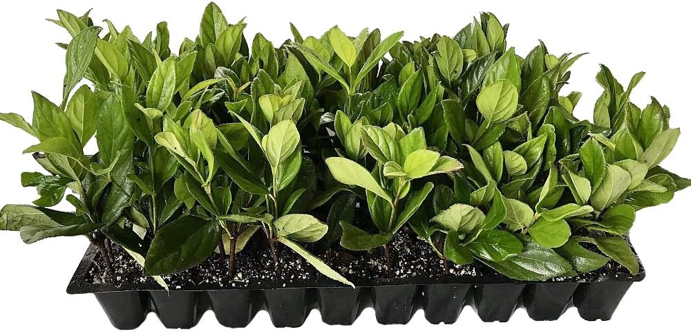 Viburnum Suspensum - 10 Live Plants - Evergreen [...]