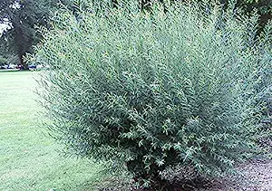 2 Basket Willow Bush Cuttings -Salix purpurea - Prized [...]