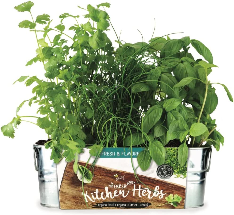 BUZZY Organic Windowsill Grow Kit | Kitchen Herbs: [...]