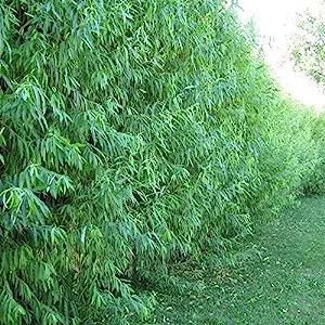 10 Austree Hybrid Willow Trees, Fastest Growing Shade [...]