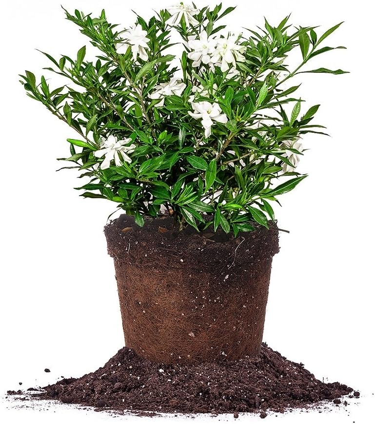 PERFECT PLANTS Frostproof Gardenia Live Plant, 1 Gallon Pot