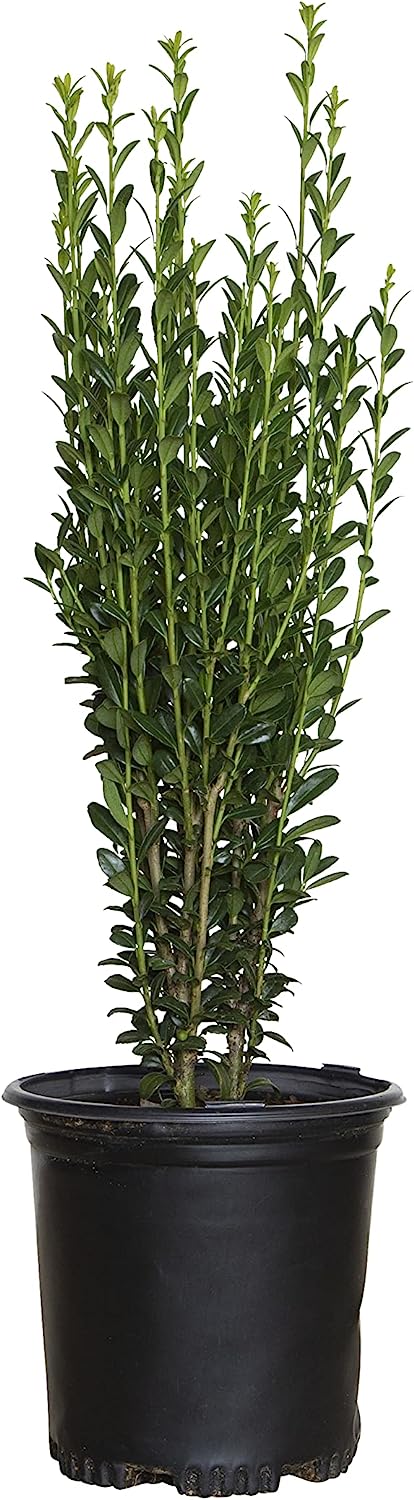 2.5 Qt - Sky Pencil Holly - Evergreen Shrub with an [...]
