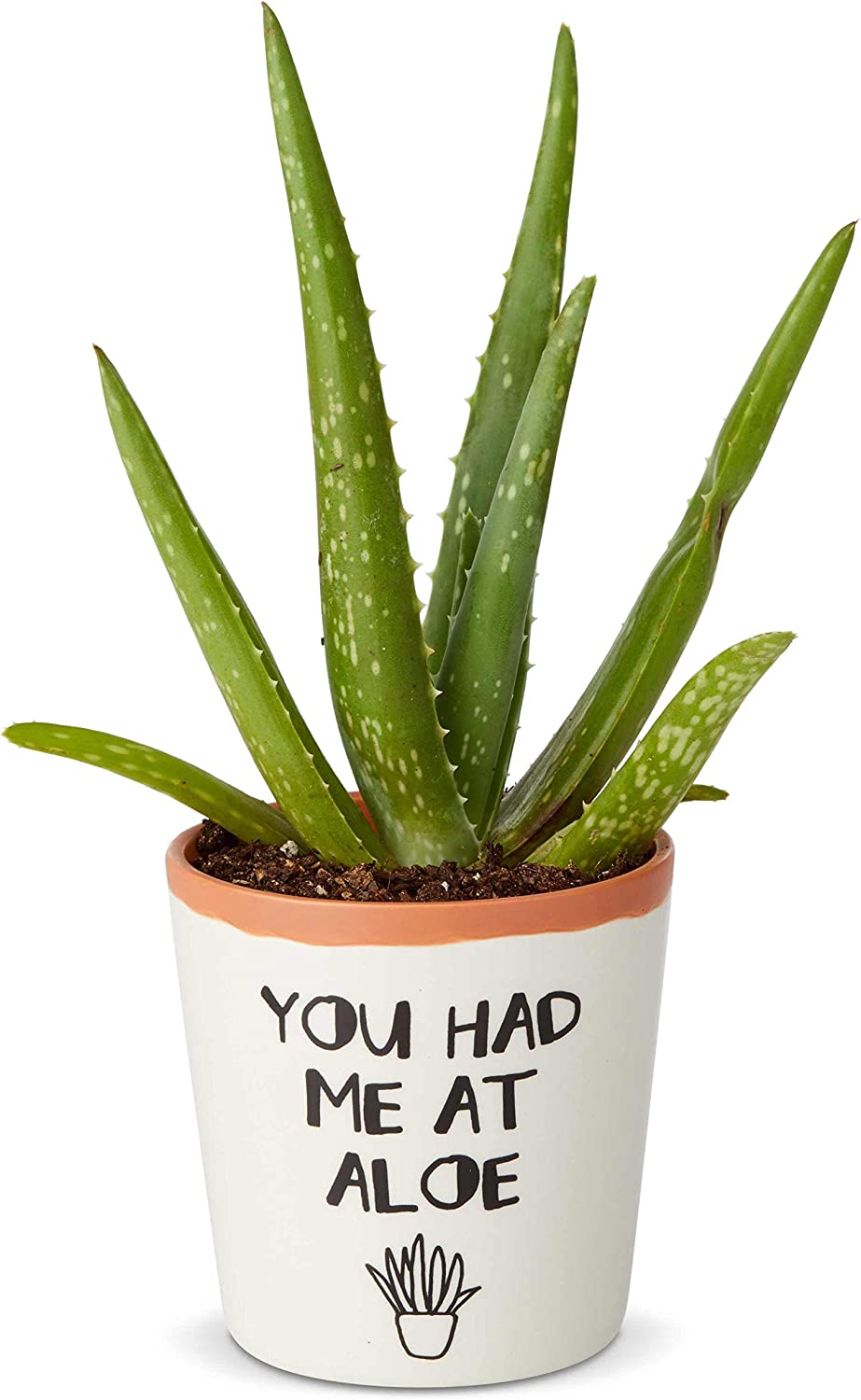 Enesco Our Name is Mud Had Me at Aloe Succulent [...]