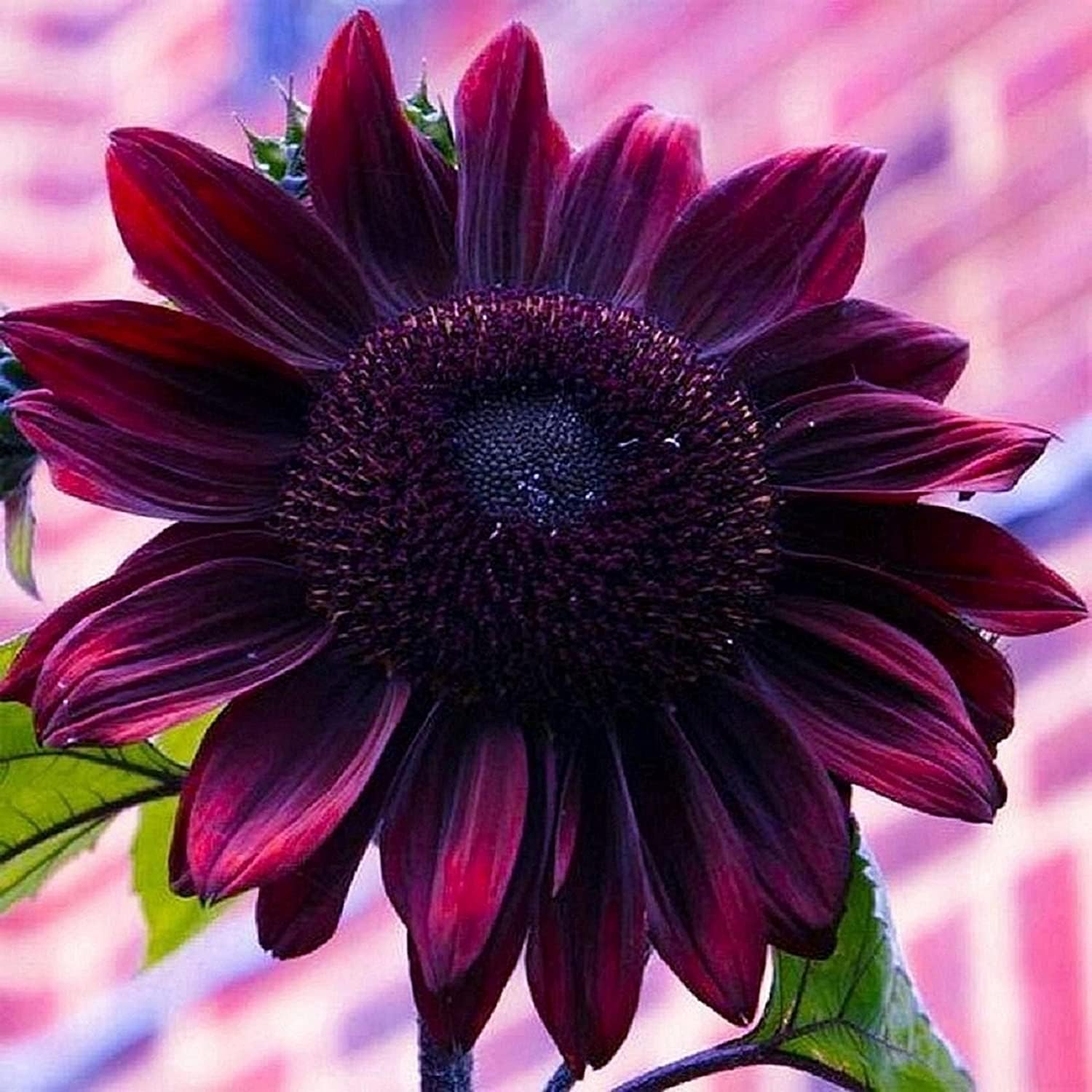 Sunflower Seeds for Planting - Grow Purple Chocolate [...]