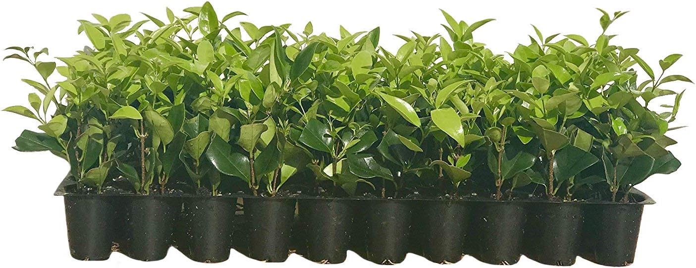 Ligustrum Waxleaf Privet - 20 Live Plants - Evergreen [...]