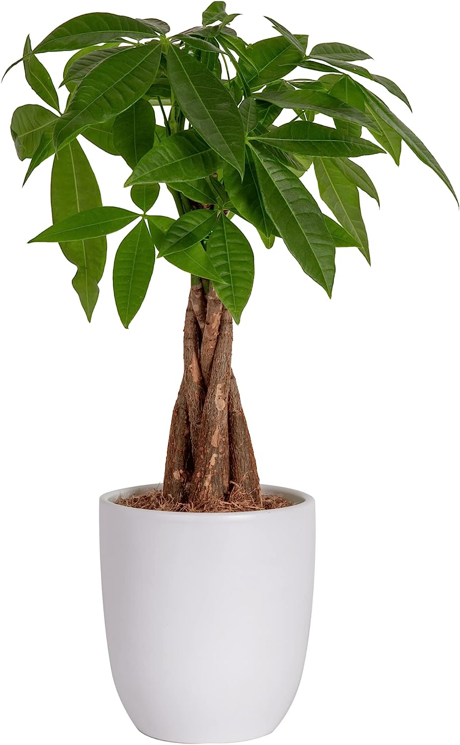 Costa Farms Money Tree, Easy Care Indoor Plant, Live [...]