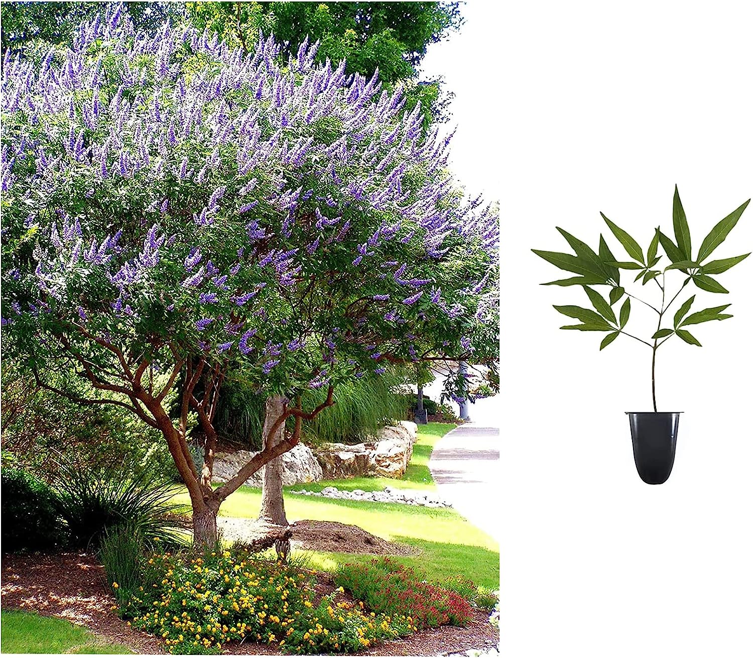 Chaste Tree | 3 Live Plants | Texas Lilac Shoal Creek [...]