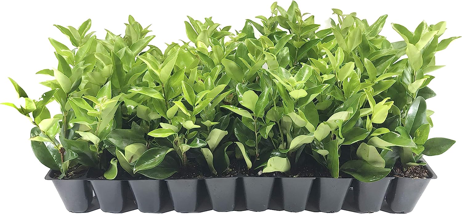 Ligustrum Waxleaf Privet - 10 Live Plants 2