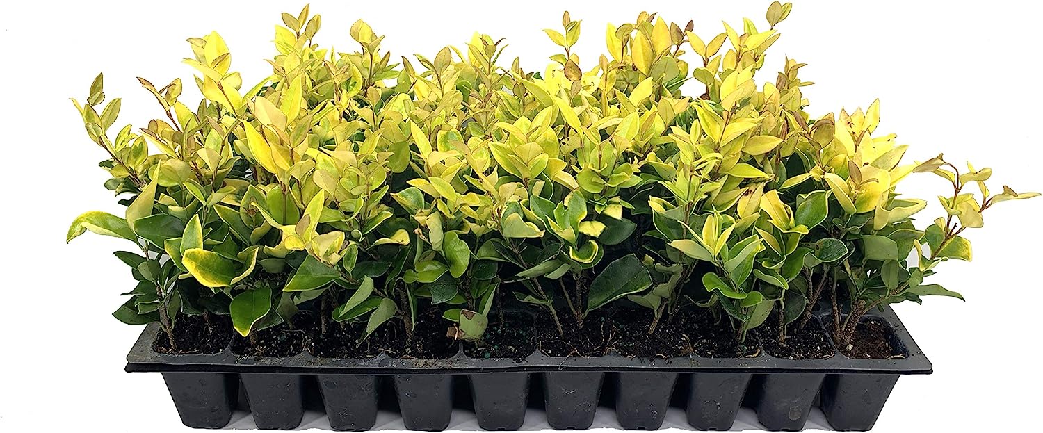 Ligustrum Japonicum 'Howardi' - 10 Live Plants - [...]