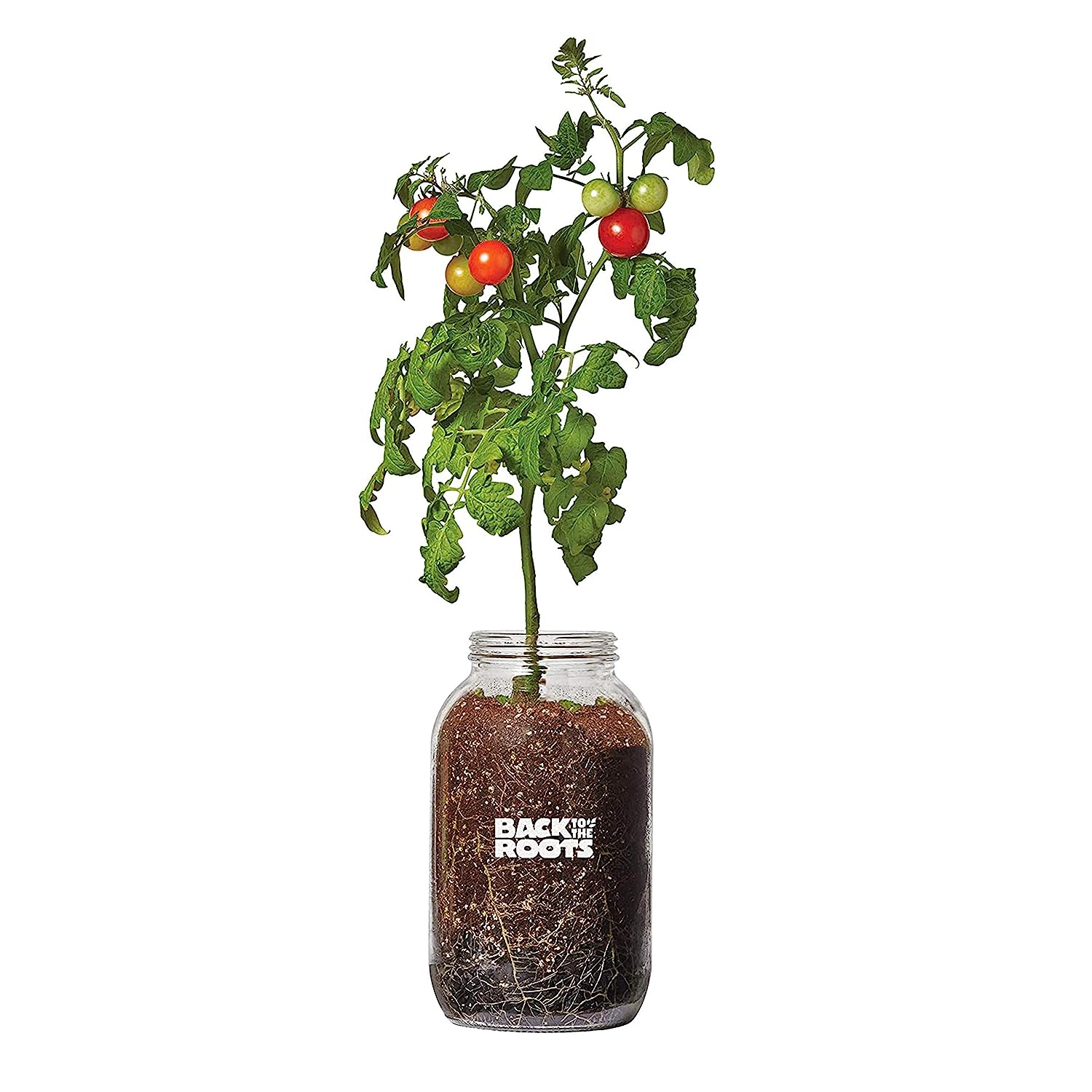 Back to the Roots Cherry Tomato Organic Windowsill [...]